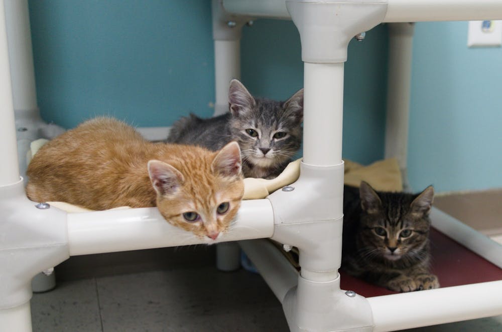 Three adoptable kittens located at Lee County Humane Society in Auburn, Ala. August 31, 2021.