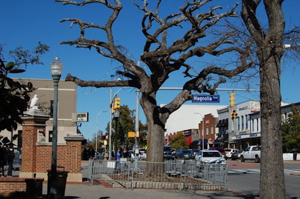 The same oak as it appeared Feb.1, 2013. (Nathan Simone / MANAGING EDITOR)