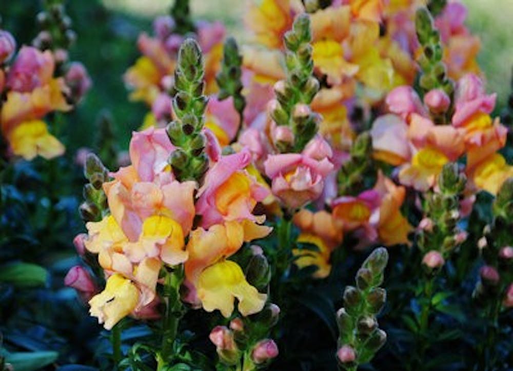 Snapdragons are a reliable flower to plant during the fall and can be purchased at Blooming Colors. (Maria Iampietro / PHOTO EDITOR)