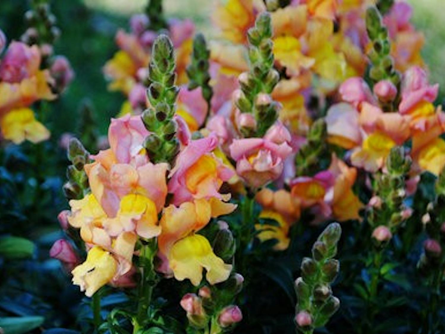 Snapdragons are a reliable flower to plant during the fall and can be purchased at Blooming Colors. (Maria Iampietro / PHOTO EDITOR)