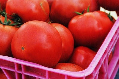 Harman's red tomatoes