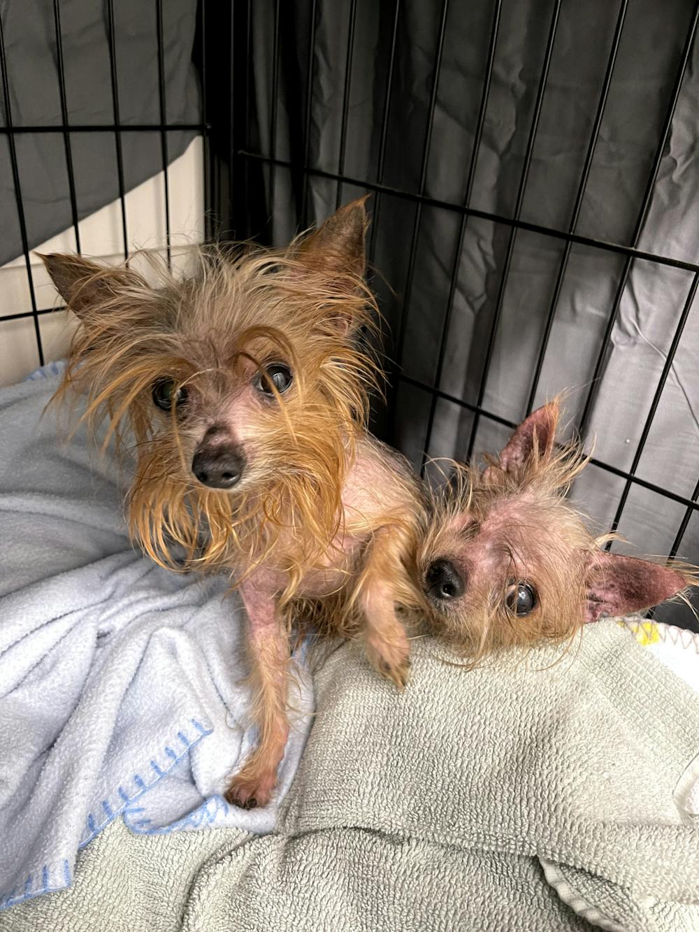 <p>Two dogs New Hope Rescue pulled from animal control, Fred and Ginger.</p>