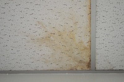 Mold on ceiling tiles is common in many of the older buildings on campus, such as Beard-Eaves Memorial Coliseum. (Christen Harned / ASSISTANT PHOTO EDITOR)