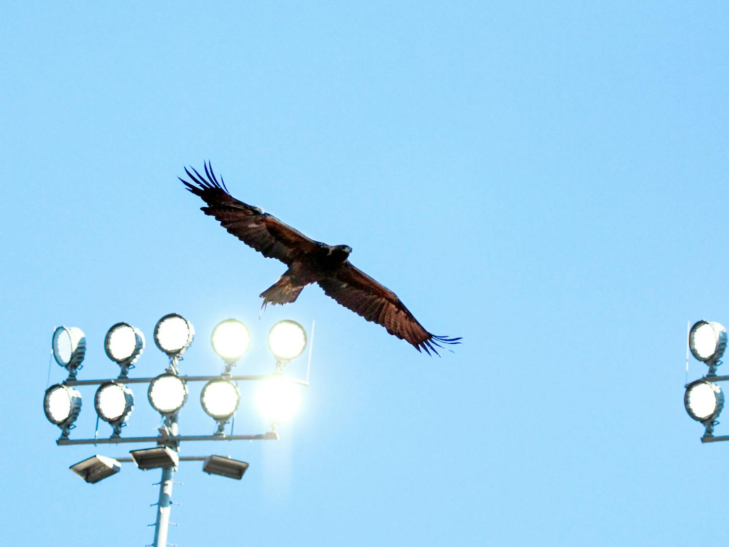 Galleries The Auburn Plainsman galleries-the-auburn-plainsman