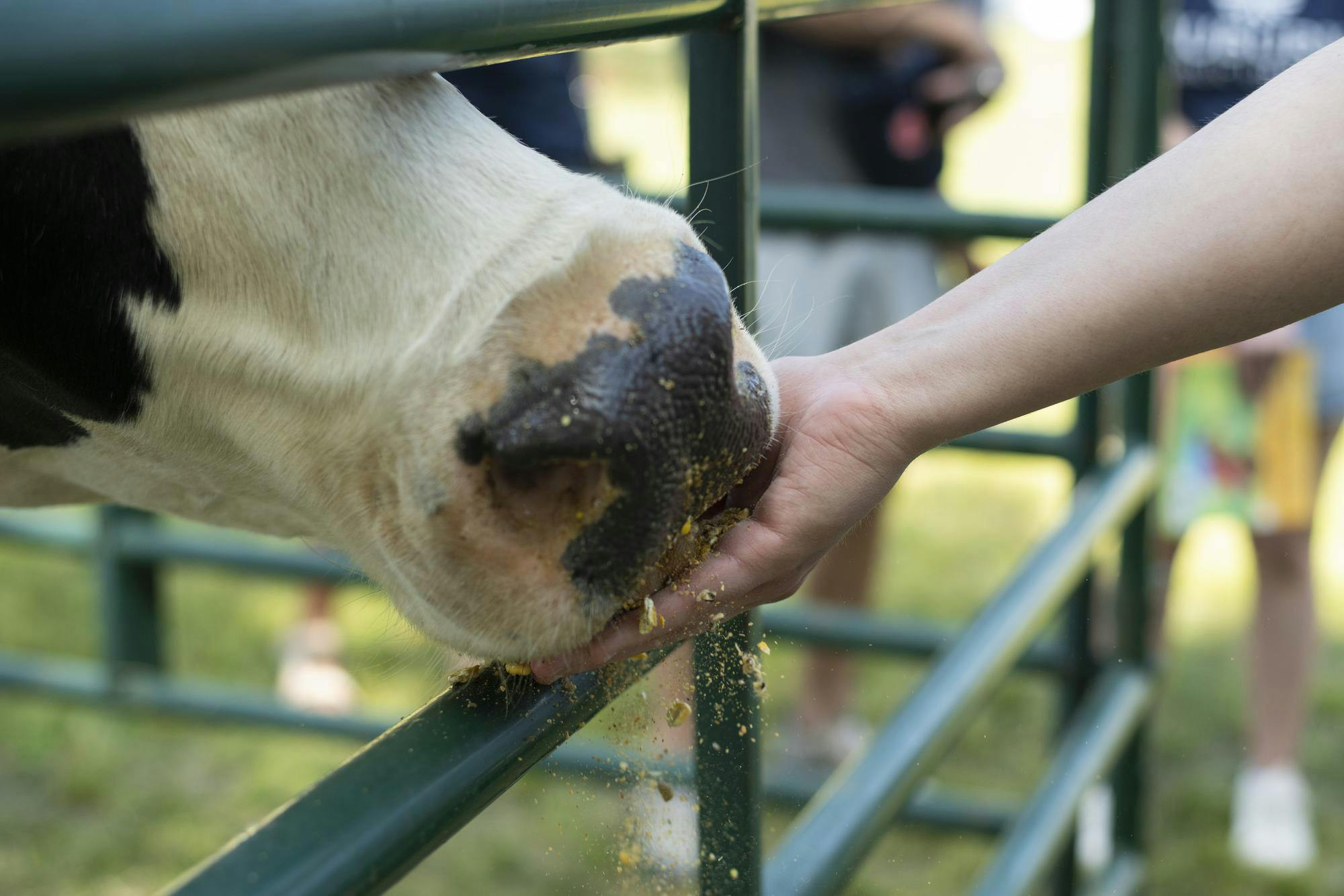 A cow's nose is gently touching a person's hand, who is offering food while standing behind a green gate.