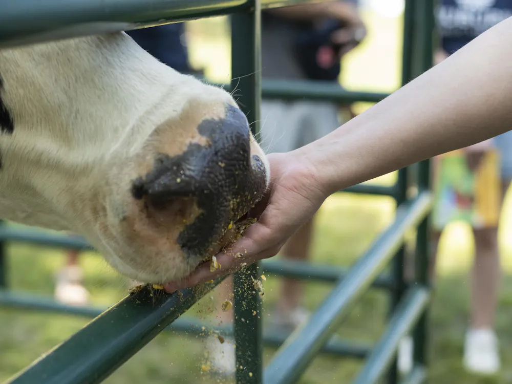 A visitor feeds a cow at the Vet Fest hosted by the Auburn University College of Veterinary Medicine on Saturday, Apr. 11, 2026.