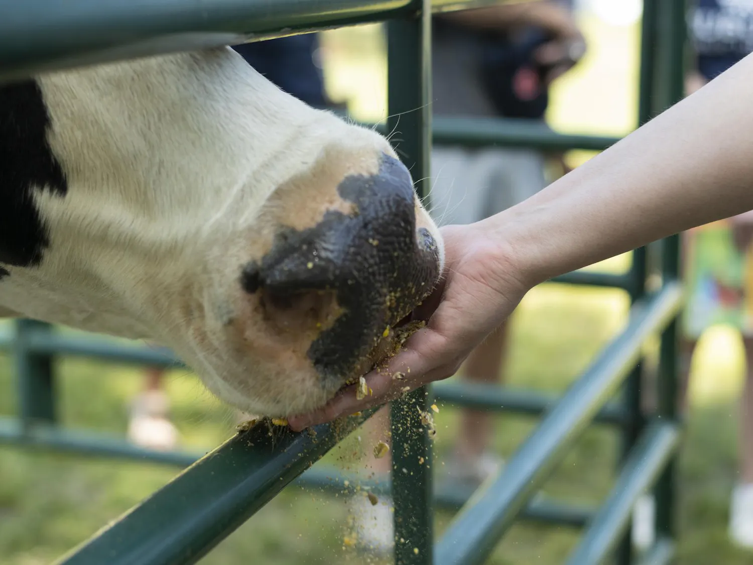 A cow's nose is gently touching a person's hand, who is offering food while standing behind a green gate.