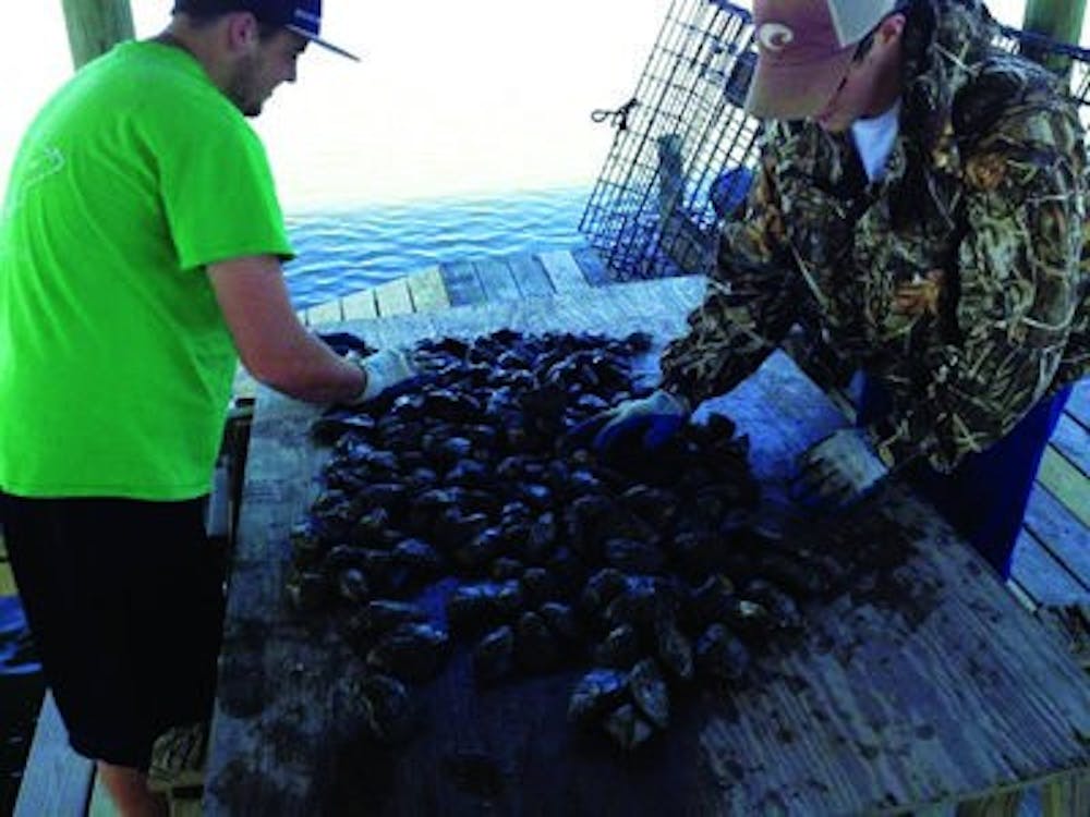 Two oyster-farm workers sort oysters from a haverst in Bayou La Batre. (Contributed by The Auburn University Shellfish Lab)