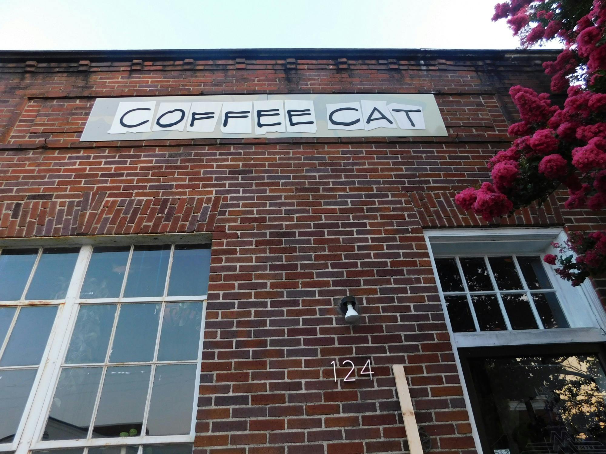 coffee cat