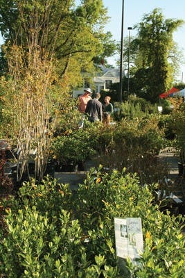Local residents shop at the A-Day plant sale last Saturday. The Auburn University Campus club and PLANET hosted the sale.