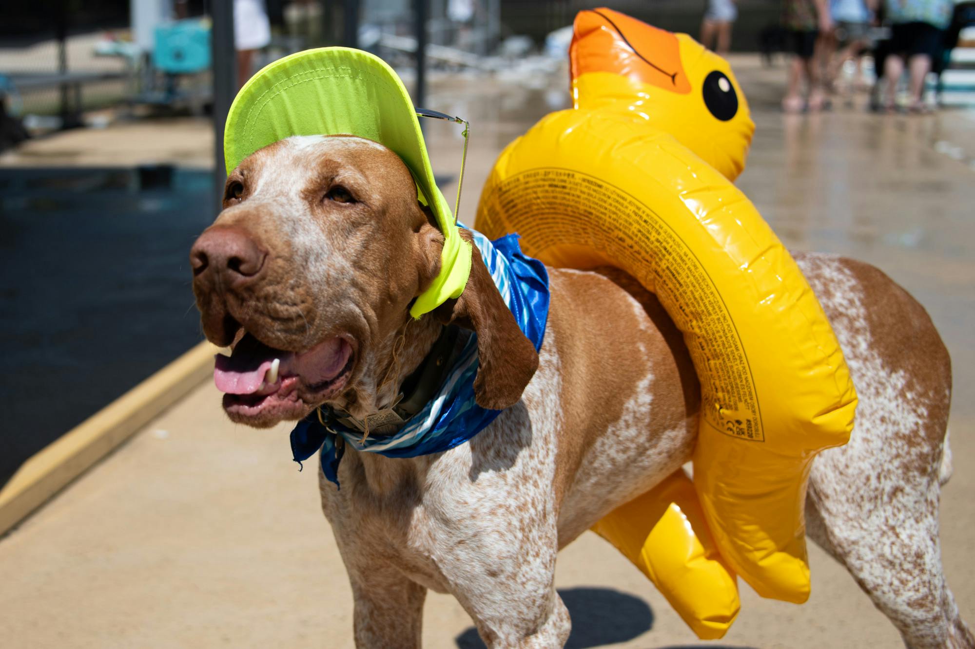 CP Dog Days Pool Party 3.jpg