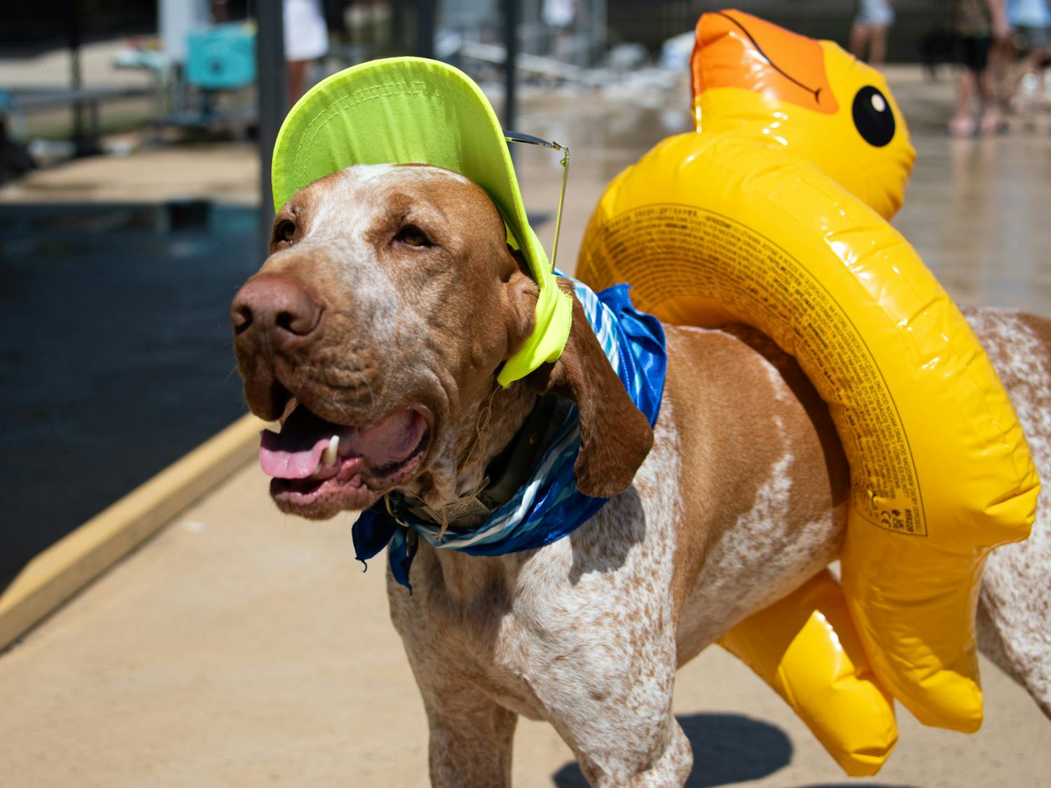 CP Dog Days Pool Party 3.jpg