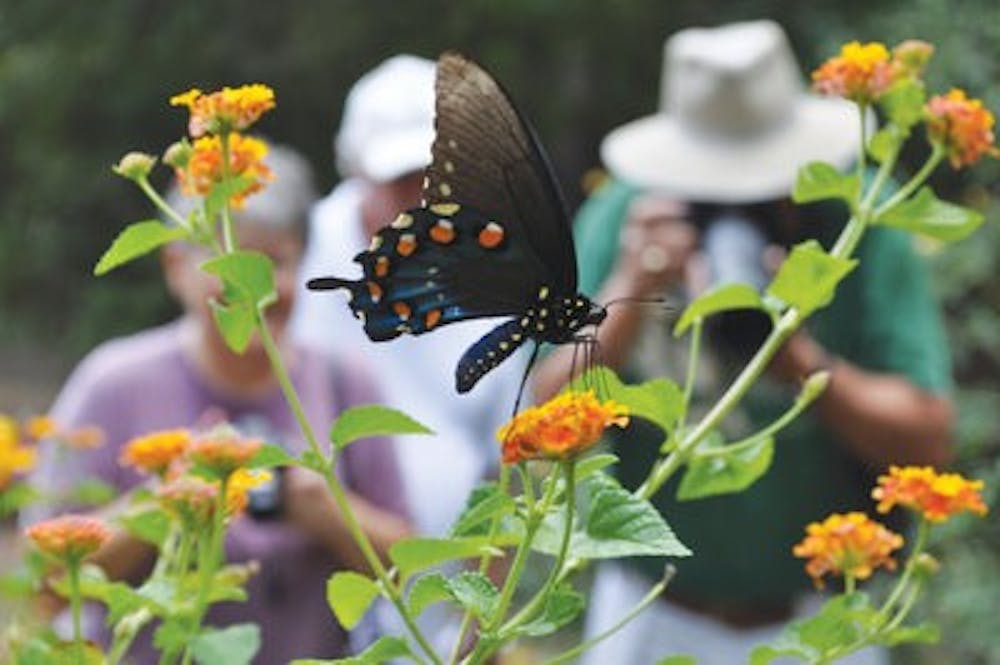 Patrons of the Ecology Preserve admire the orange and blue wingspan of a Pipevine Swallowtail butterfly. (Christen Harned / Assistant Photo Editor)