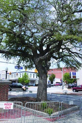 Toomer's Oaks XXX. Alex Sager/Photo Editor