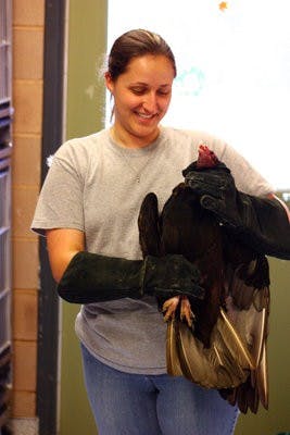 Lindsey Phillips, sophomore in forestry and wildlife sciences, handles a vulture at the Southeastern Raptor Center. Samuel Hodges/ PHOTO STAFF