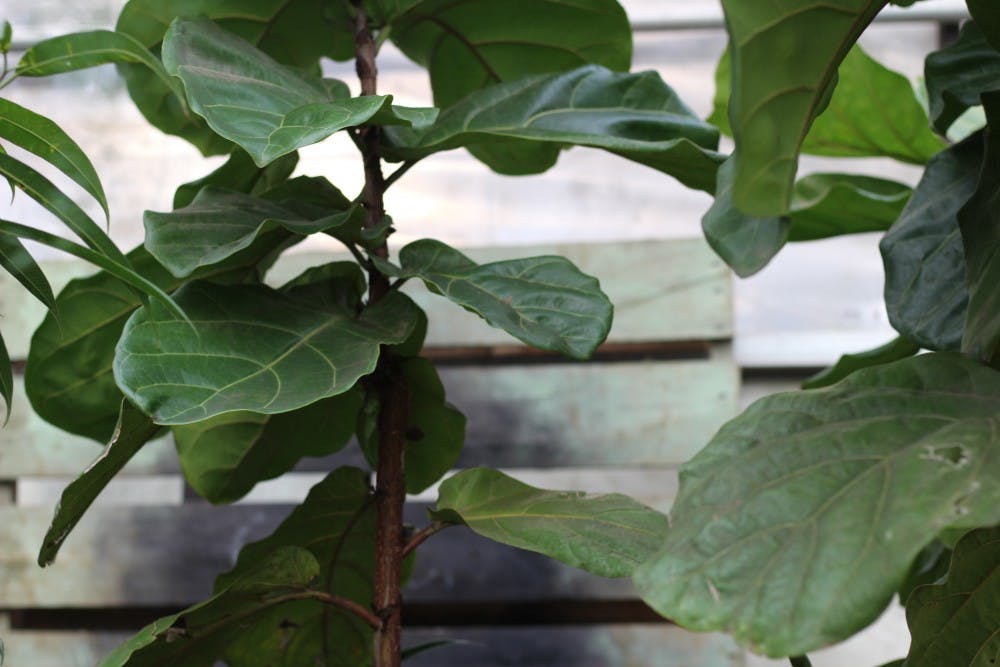 Fiddle-Leaf Fig