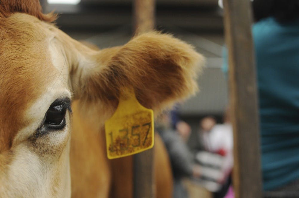 A dairy cow looks into the camera on Sunday, July 2, 2017 at Corso Lechería in Costa Rica. Crowds of tourists milk the dairy cows at Corso Lechería daily. In addition to being a tourist attraction, Corso Lechería operates as a fully functioning dairy farm in Costa Rica.