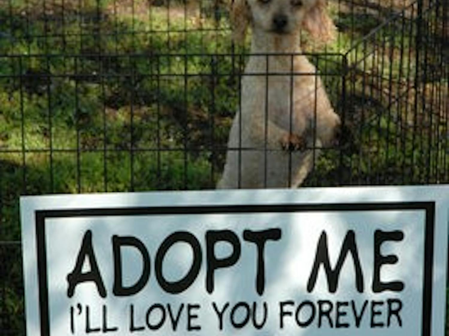 The option to adopt a dog was available at "Bark in the Park". (Courtesy of AUBURN PARKS and RECREATION DEPARTMENT)