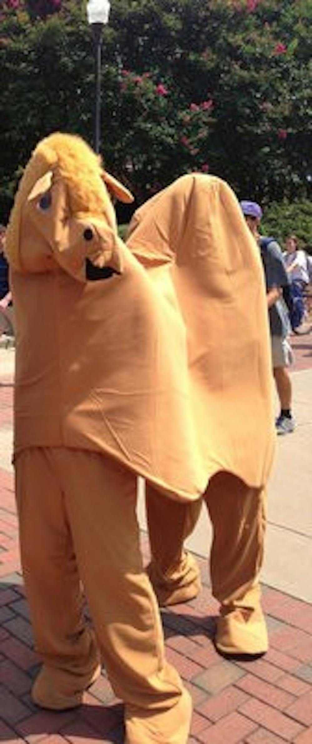 A camel stumbled onto Auburn's campus Aug. 28.