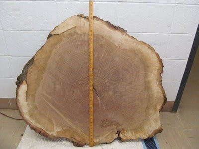 Contributed by Dr. Gary Keever.