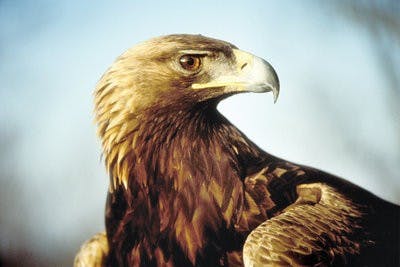 Photo submitted by Southeastern Raptor Center