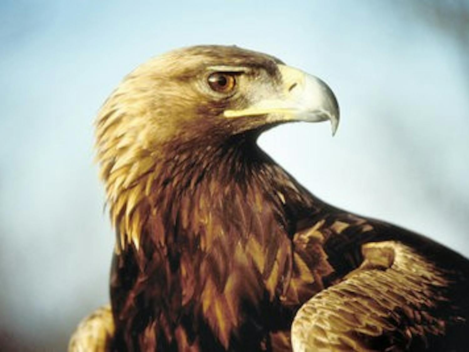 Photo submitted by Southeastern Raptor Center