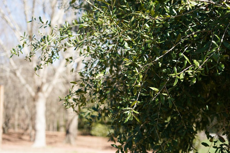 Clones of the Toomer's Oaks exist in an undisclosed location near the University. Tissue samples from the clones will be used to sequence the Southeastern live oak genome.
