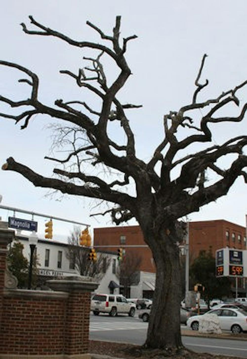 The Toomer's Oaks were allegedly poisoined by Harvey Updyke Jr. after the 2010 Iron Bowl. (Katherine McCahey / ASSISTANT PHOTO EDITOR)