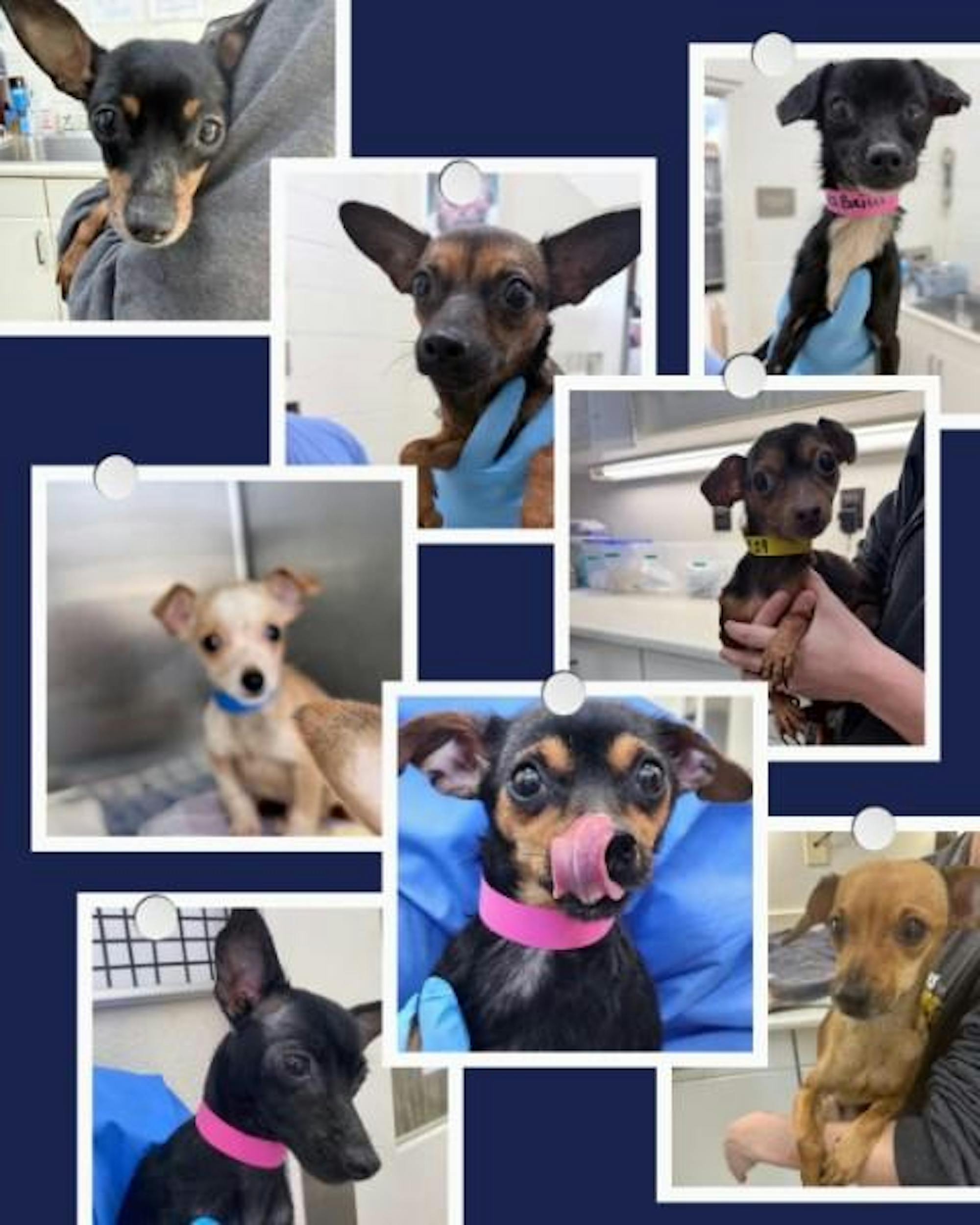 Pictures of the dogs found by Tuskegee animal control on Thursday, Feb. 5. Contributed by Audrey Salazar.