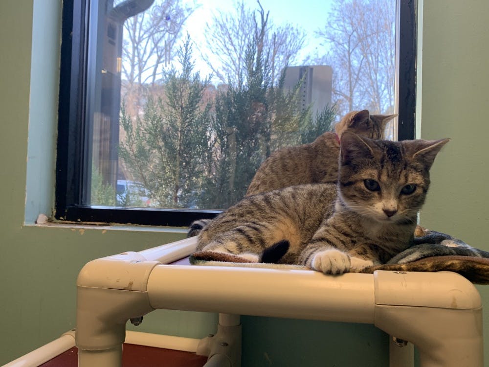 Kittens waiting to be adopted at Lee County Humane Society in Auburn, Ala. on Jan. 29, 2019