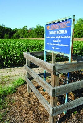 Cullars Rotation is the second-oldest cotton experiment in the world. The oldest cotton research field, Old Rotation, is also a part of the Auburn campus. (Maria Iampietro / PHOTO EDITOR)