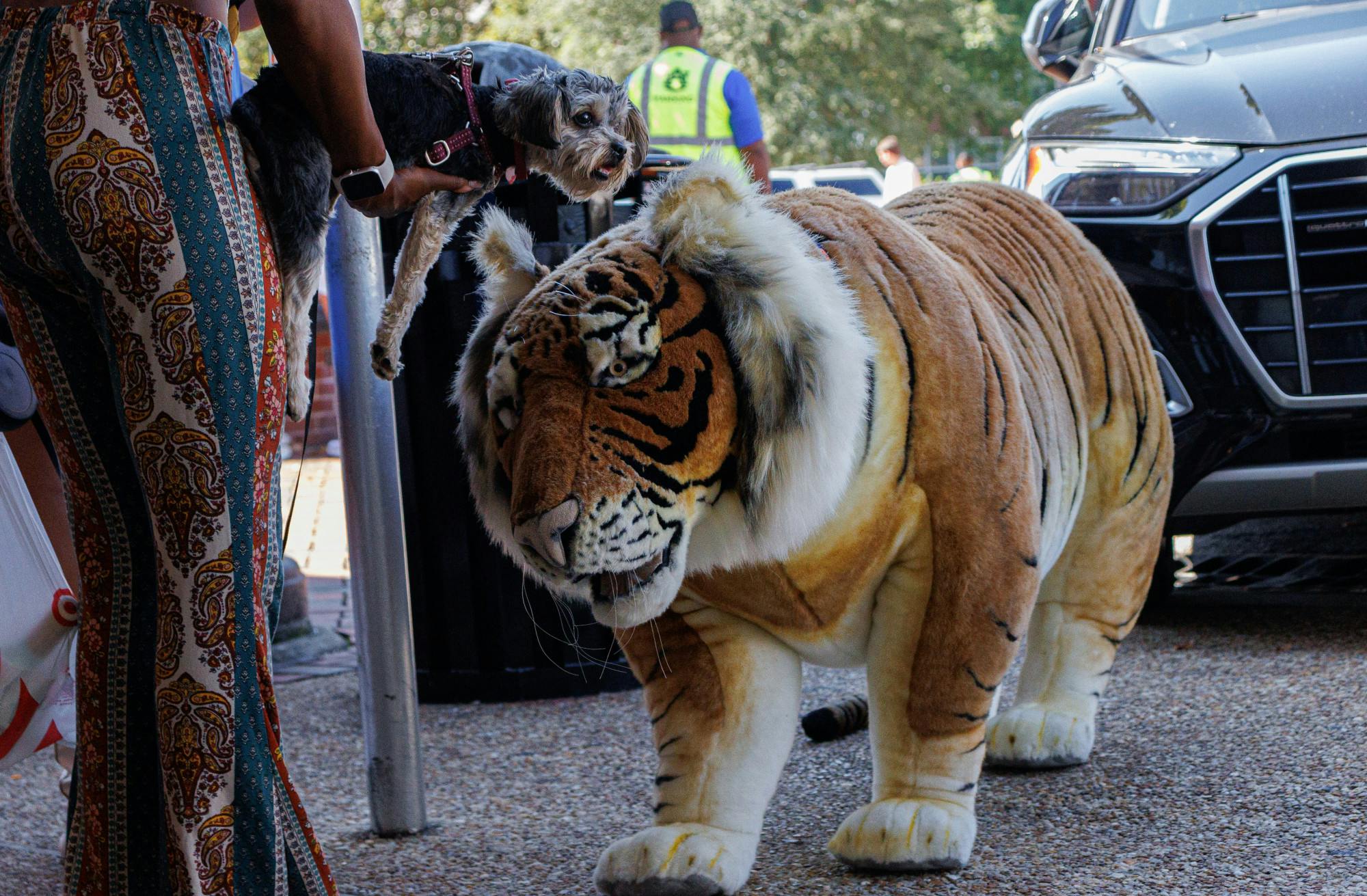Charles the Tiger with Dog