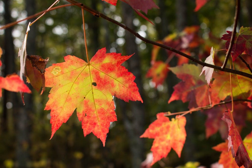 Fall leaves in Alabama