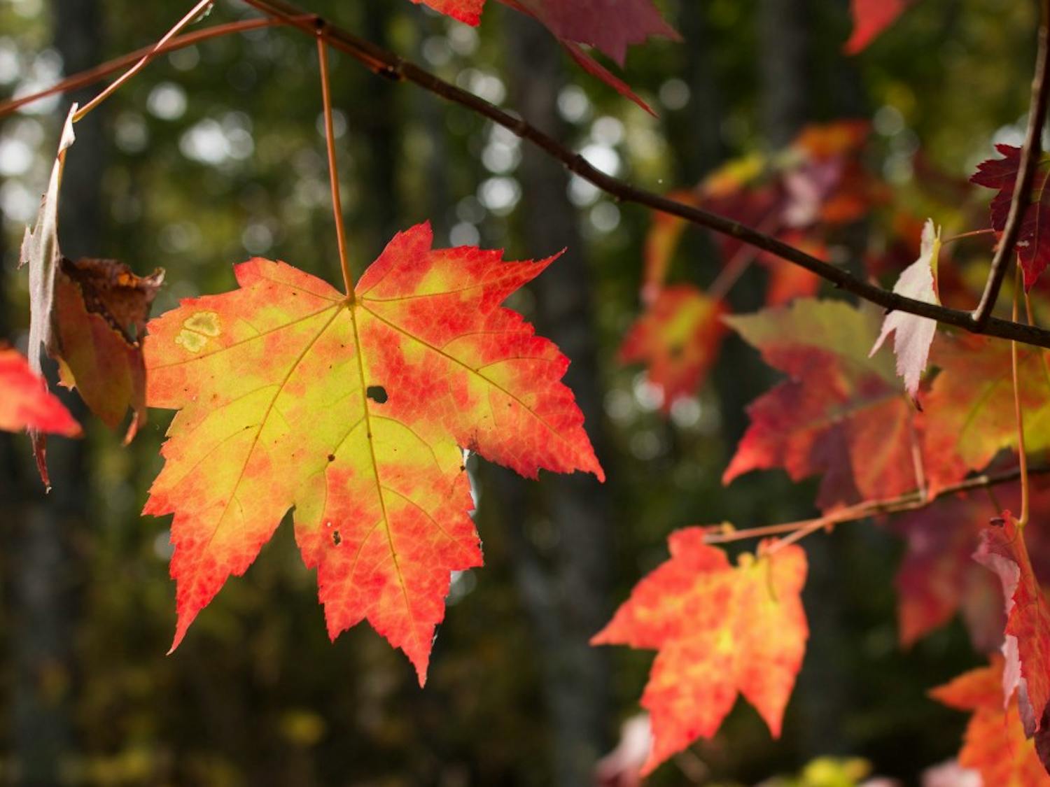 Fall leaves in Alabama