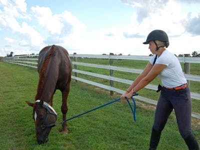 Clifford, like many horses, seems convinced the grass is better outside his pasture.