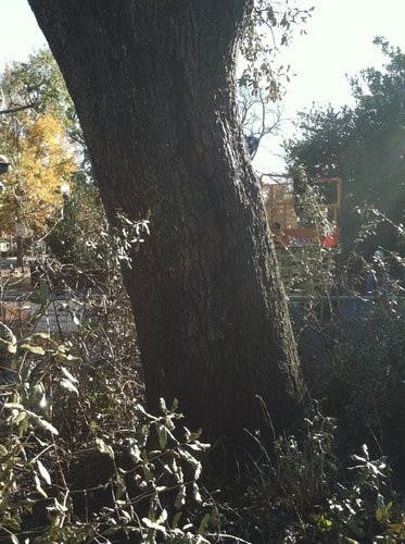 At 2 p.m., it could be clearly seen that the the trees and their surroundings were visibly charred. (Nathan Simone / ONLINE EDITOR)