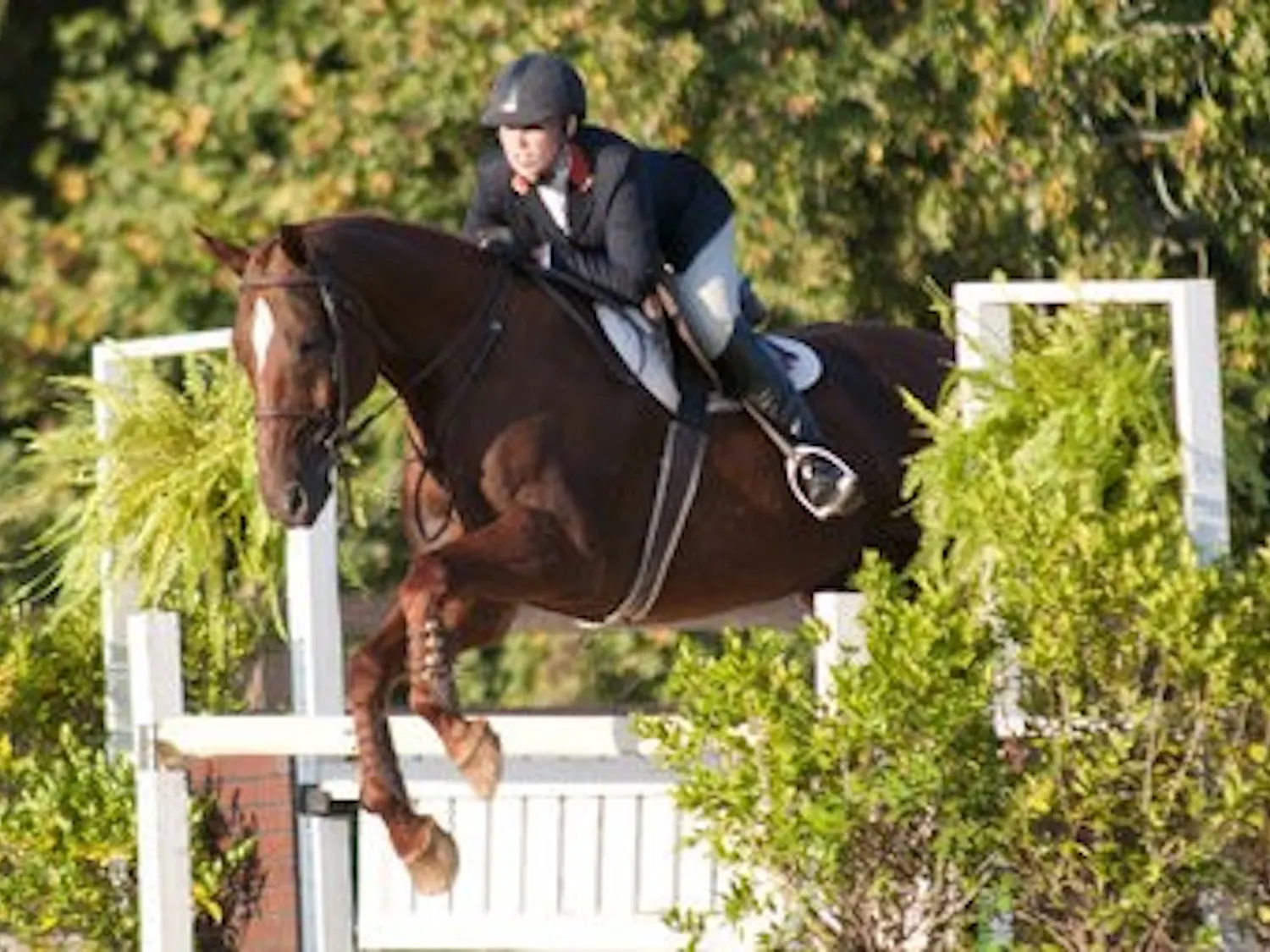 Senior Dottie Grubb rides over fences against Kansas State. (Emily Adams / Photo Editor)