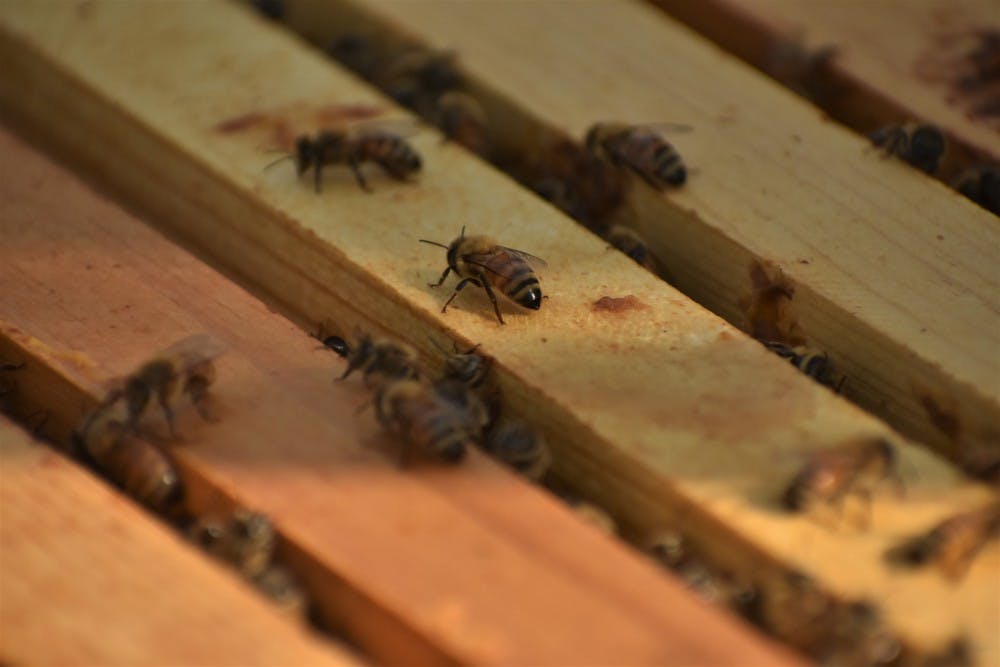 <p>Honey bees at the Auburn University Bee Lab in Auburn, Ala.</p>
