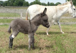 Miniature donkey Emma was fitted with a prosthetic leg by the College of Veterinary Medicine and the Hanger Clinic. Hanger notably made the prosthetic tail for Winter, the dolphin in the film "Dolphin Tail." (Courtesy of The War Eagle Reader)