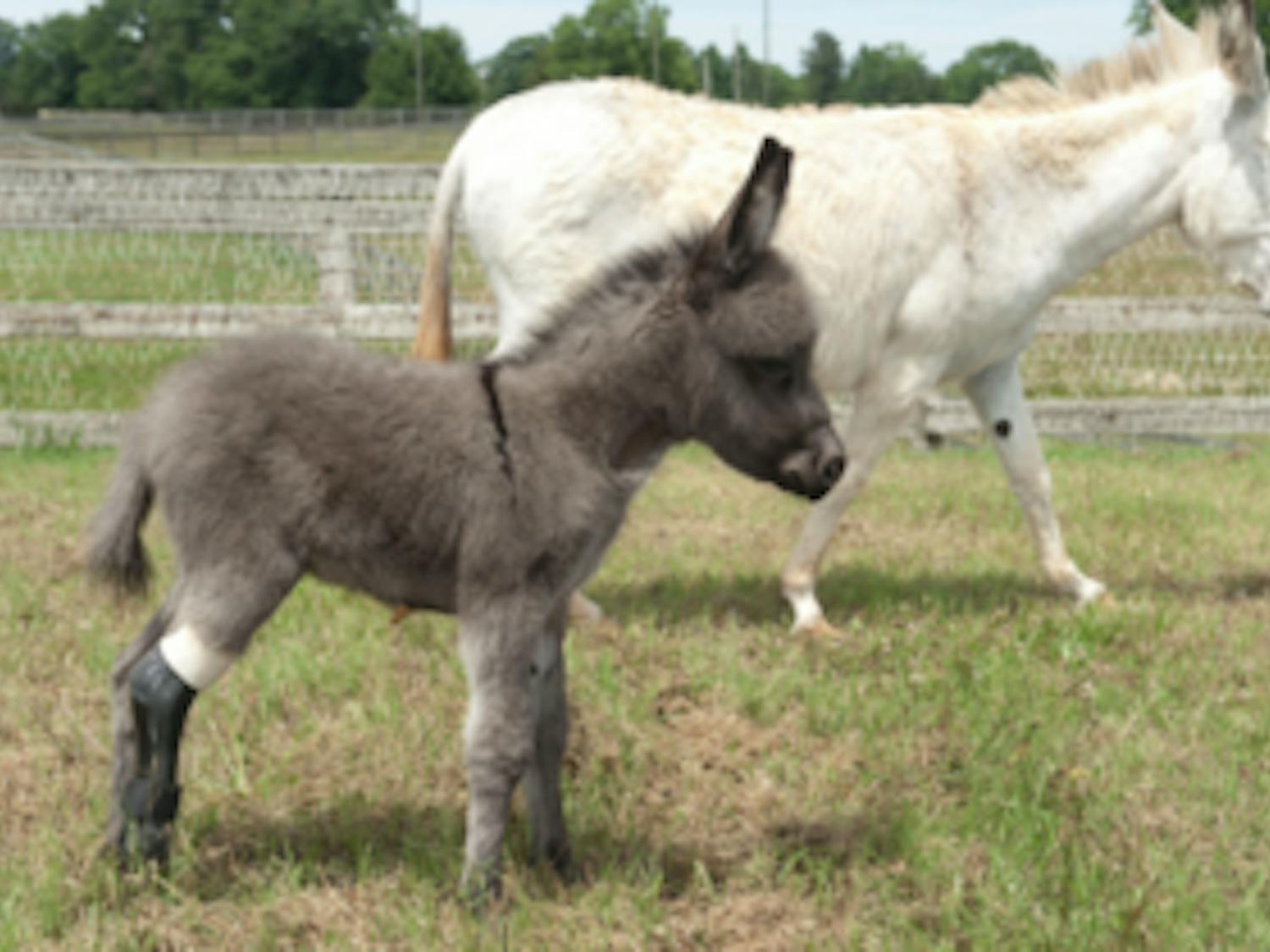 Miniature donkey Emma was fitted with a prosthetic leg by the College of Veterinary Medicine and the Hanger Clinic. Hanger notably made the prosthetic tail for Winter, the dolphin in the film "Dolphin Tail." (Courtesy of The War Eagle Reader)