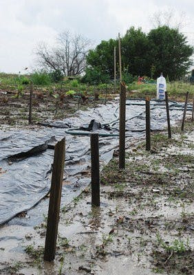 community garden; real food challenge