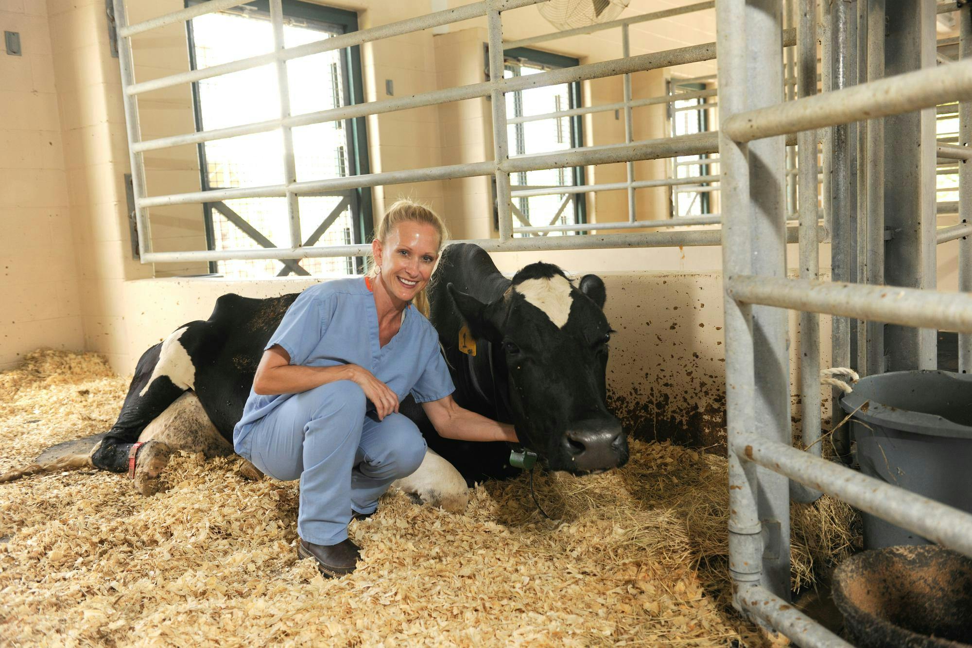 Dr. Julie Gard Schnuelle tends to one of her patients, a dairy cow of the Auburn University College of Veterinary Medicine. Contributed by the Auburn University College of Veterinary Medicine.