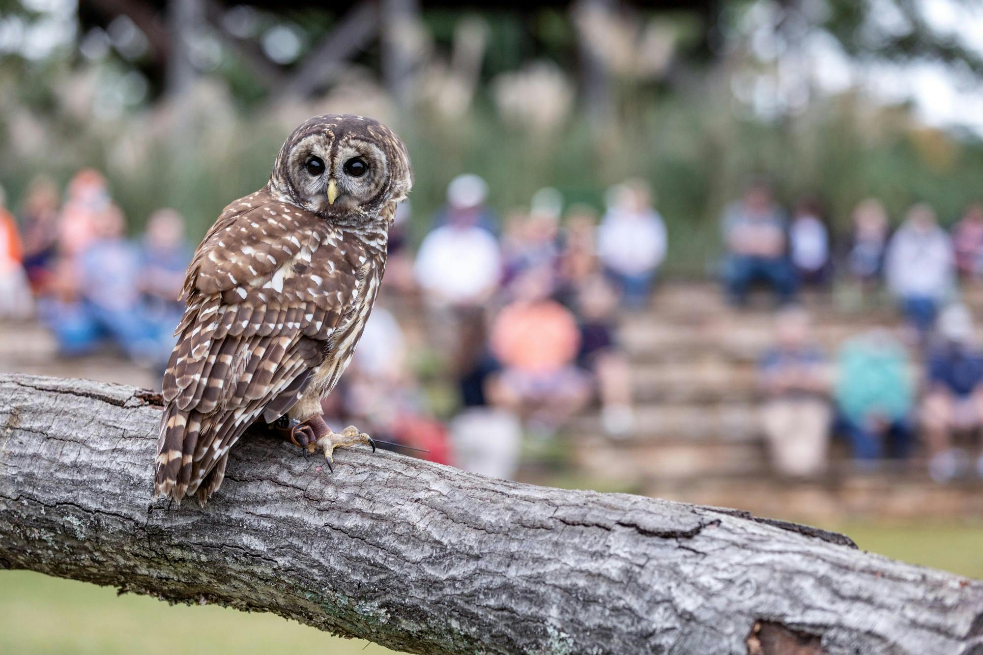 AU Vet FandF Oct 10 2020 (92 of 205).jpg