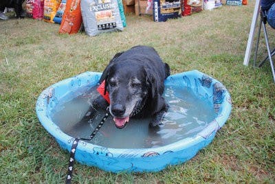 Roosevelt lies in a kiddie pool to cool off from the activities and games of Woofstock. (Maria Iampietro / Associate Photo Editor)