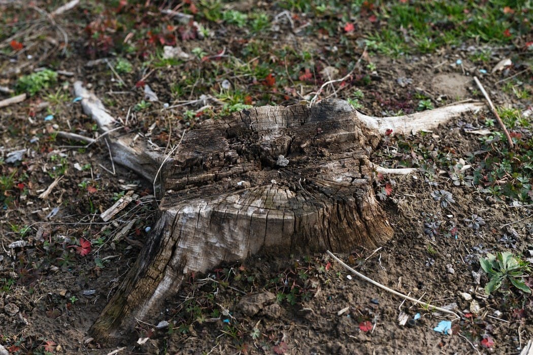 tree stump.jpeg