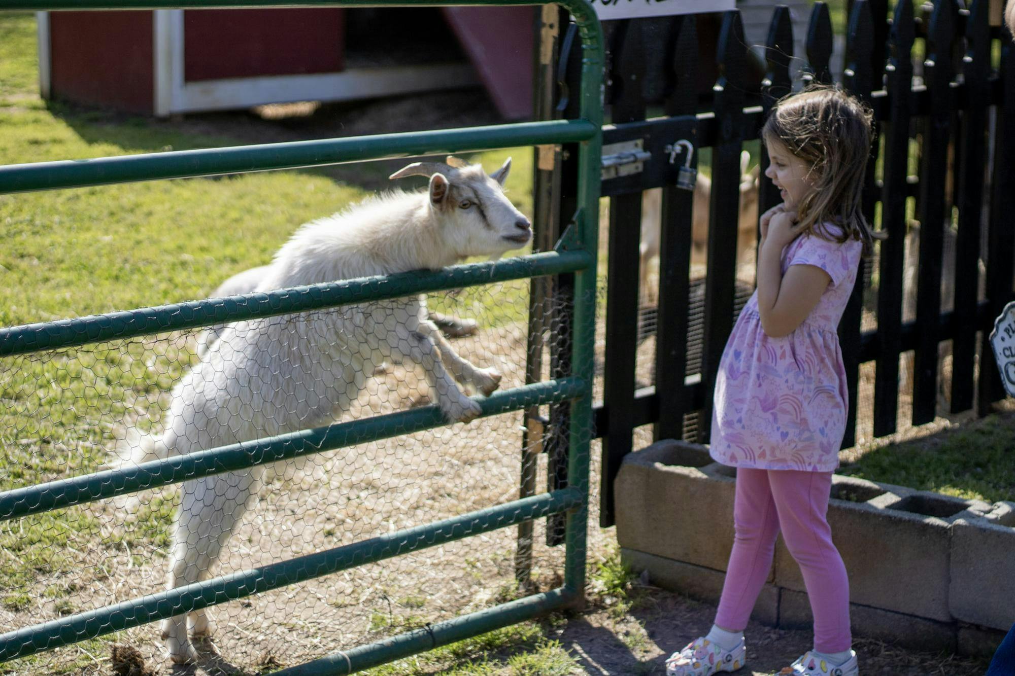 A child watches a goat climbing over a green fence in a grassy area near a wooden structure.