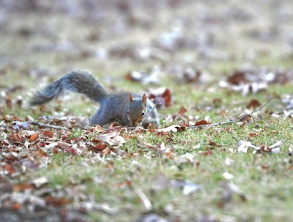 Students on campus were intrigued by the idea of communicating with squirrels, and some students laid out what they would ask if able to talk to squirrels around campus. (Emily Enfinger | Assistant Photo Editor)