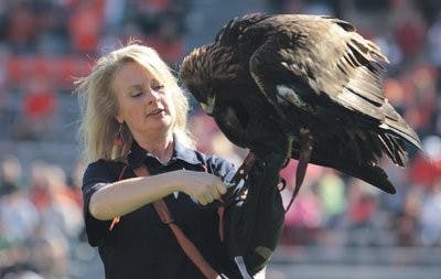 The trainer in charge of Nova and Spirit. It isn't easy standing at the 50-yard line and wondering if the bird will come back.