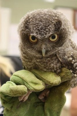 Liz Crandall, rehabilitation specialist with the Raptor Center, said the center will set a release date when the owls are ready to be released in August. (Nicole Singleton / SPORTS EDITOR)
