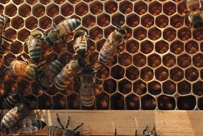 Austin Nelson/Associate Photo Editor